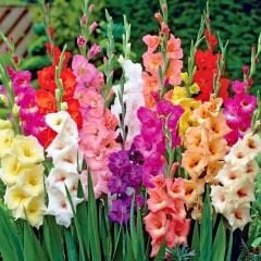 Glayöl Soğanı - Gladiolus - Mix