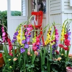 Glayöl Soğanı - Gladiolus - Mix