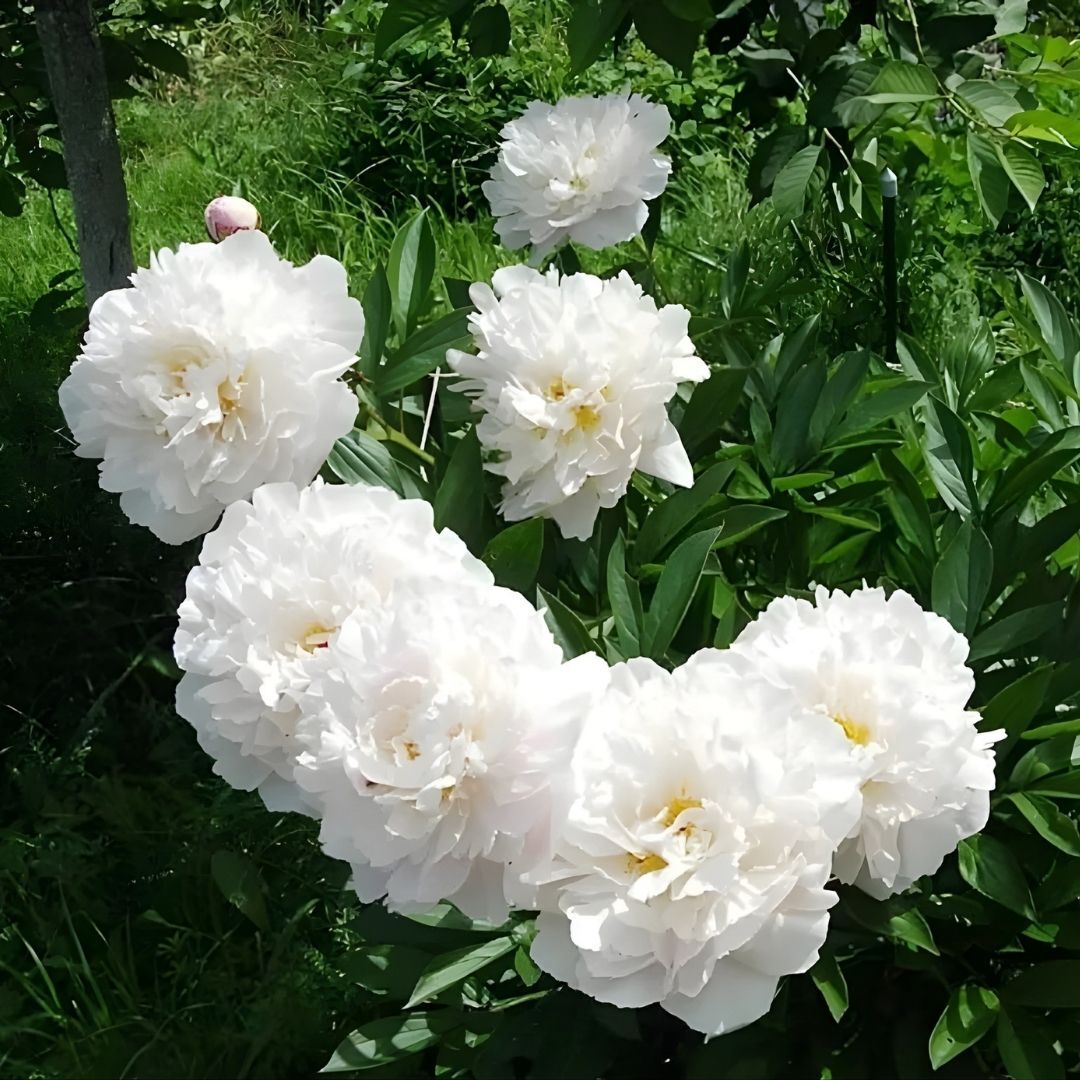 Ağaç Şakayık Kök - Peony Bridal Shower - Beyaz