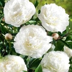 Ağaç Şakayık Kök - Peony Bridal Shower - Beyaz