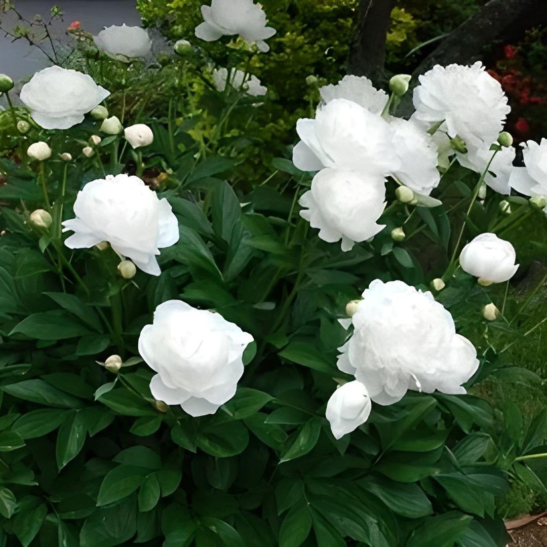 Ağaç Şakayık - Peony Suffruticosa sp - Gardenia - Beyaz