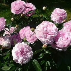 Ağaç Şakayık - Peony Suffruticosa sp - Sarah Bernhard - Ebruli Toz Pembe