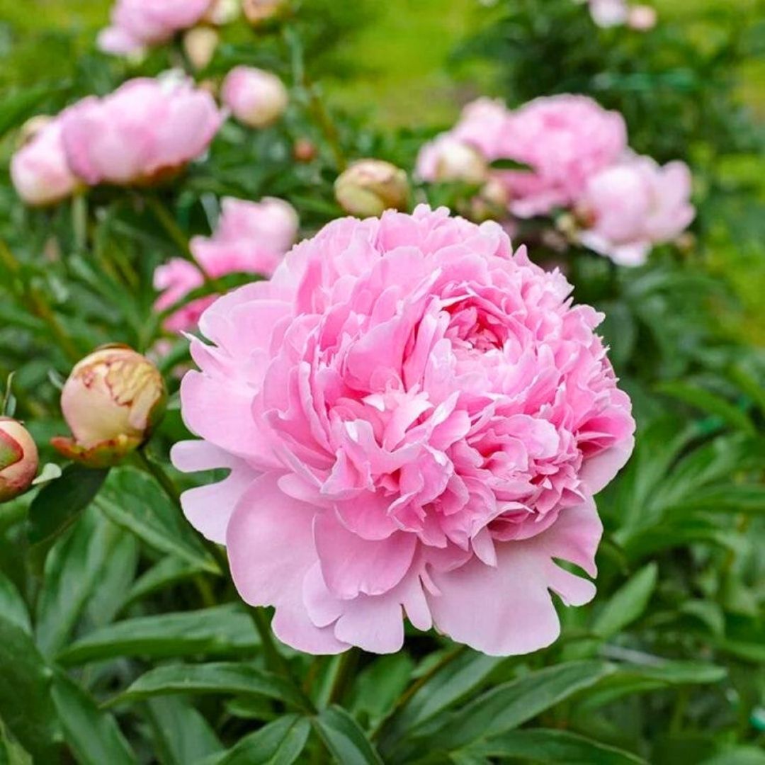 Ağaç Şakayık Kök - Peony Suffruticosa sp - Sarah Bernhard - Ebruli Toz Pembe