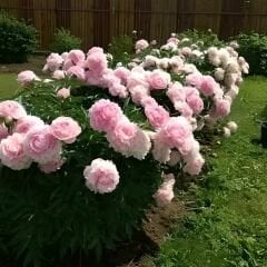 Ağaç Şakayık - Peony Suffruticosa sp - Sarah Bernhard - Ebruli Toz Pembe