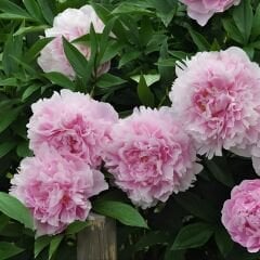 Ağaç Şakayık Kök - Peony Suffruticosa sp - Sarah Bernhard - Ebruli Toz Pembe