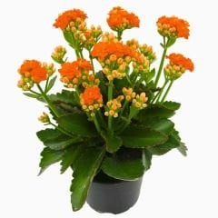 İthal Kalanşo Çiçeği Saksıda Turuncu – Kalanchoe