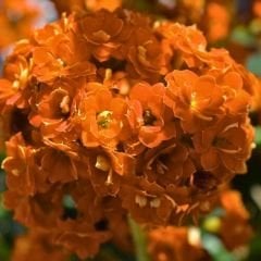 Kalanşo Çiçeği Saksıda Turuncu – Kalanchoe