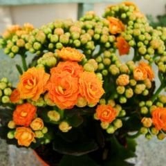 İthal Kalanşo Çiçeği Saksıda Turuncu – Kalanchoe