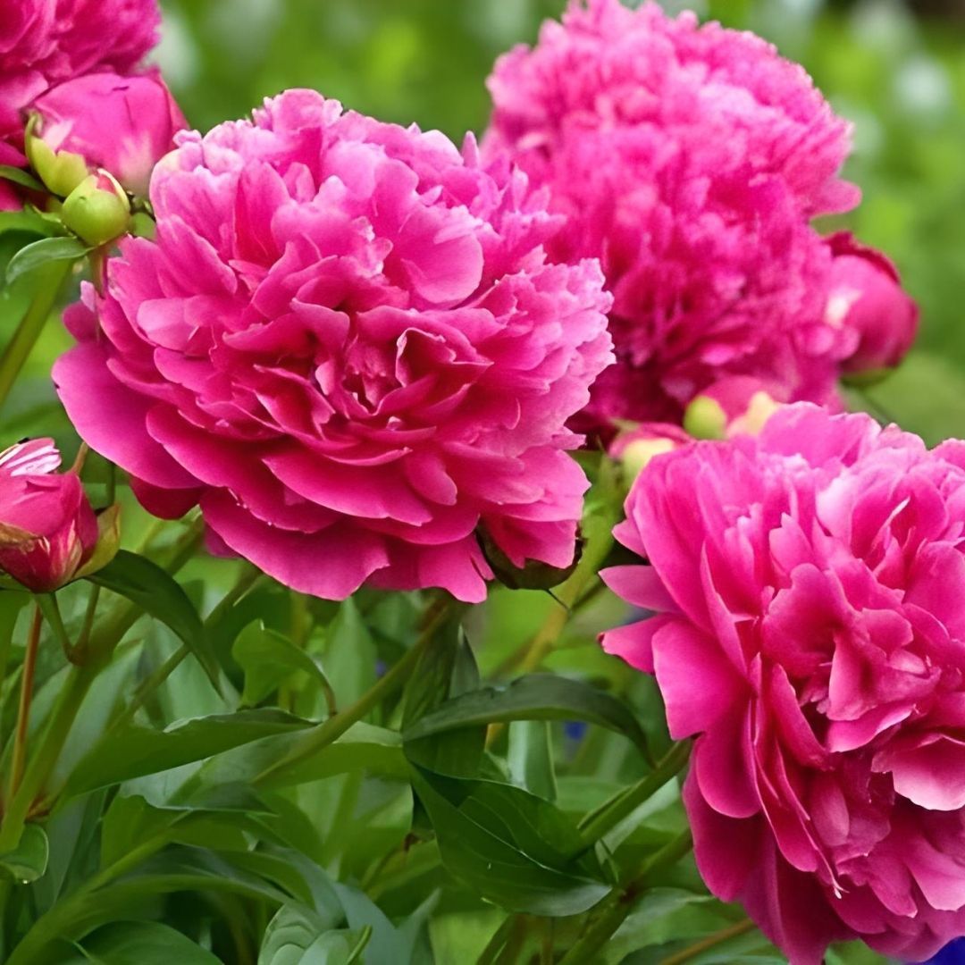 Ağaç Şakayık - Peony Suffruticosa sp - Margaret Truman - Pembe