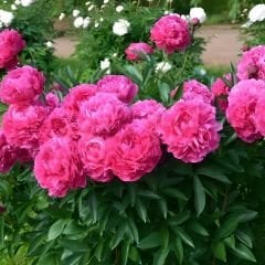 Ağaç Şakayık - Peony Suffruticosa sp - Margaret Truman - Pembe
