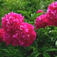 Ağaç Şakayık - Peony Suffruticosa sp - Margaret Truman - Pembe