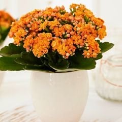 Kalanşo Çiçeği Saksıda Turuncu – Kalanchoe