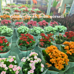 Kalanşo Çiçeği Saksıda Turuncu – Kalanchoe