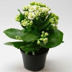Kalanşo Çiçeği Saksıda Beyaz – Kalanchoe