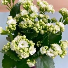 İthal Kalanşo Çiçeği Saksıda Beyaz – Kalanchoe