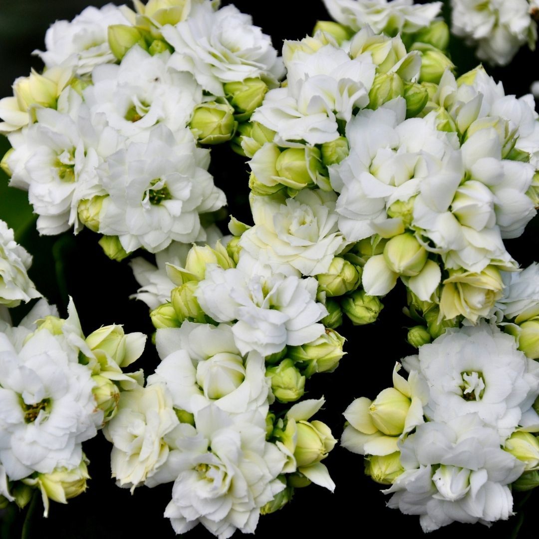 Kalanşo Çiçeği Saksıda Beyaz – Kalanchoe