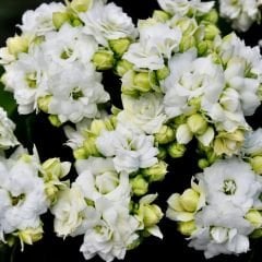 İthal Kalanşo Çiçeği Saksıda Beyaz – Kalanchoe