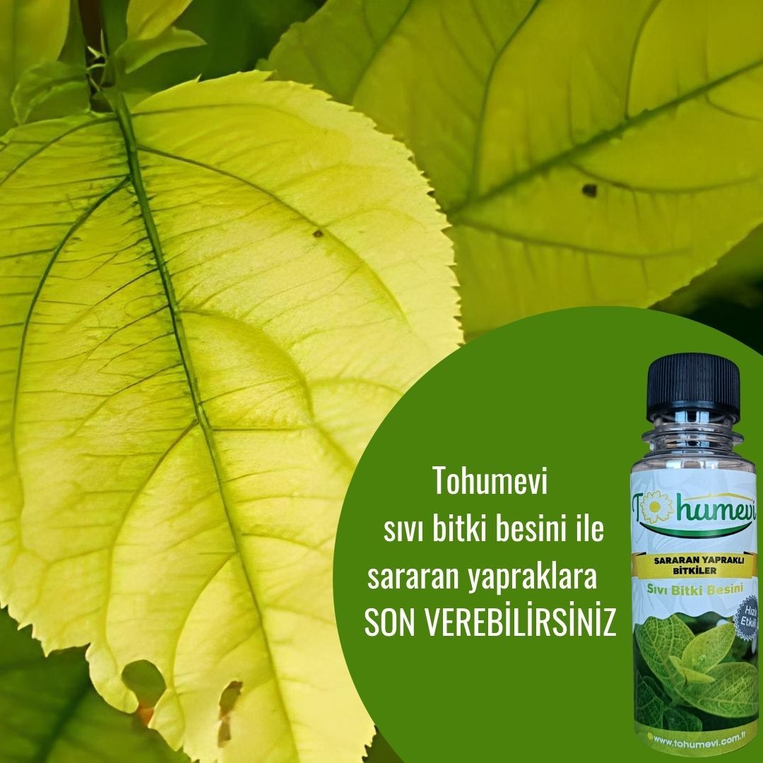 Yaprak Sararmalarına Karşı Sıvı Bitki Besini