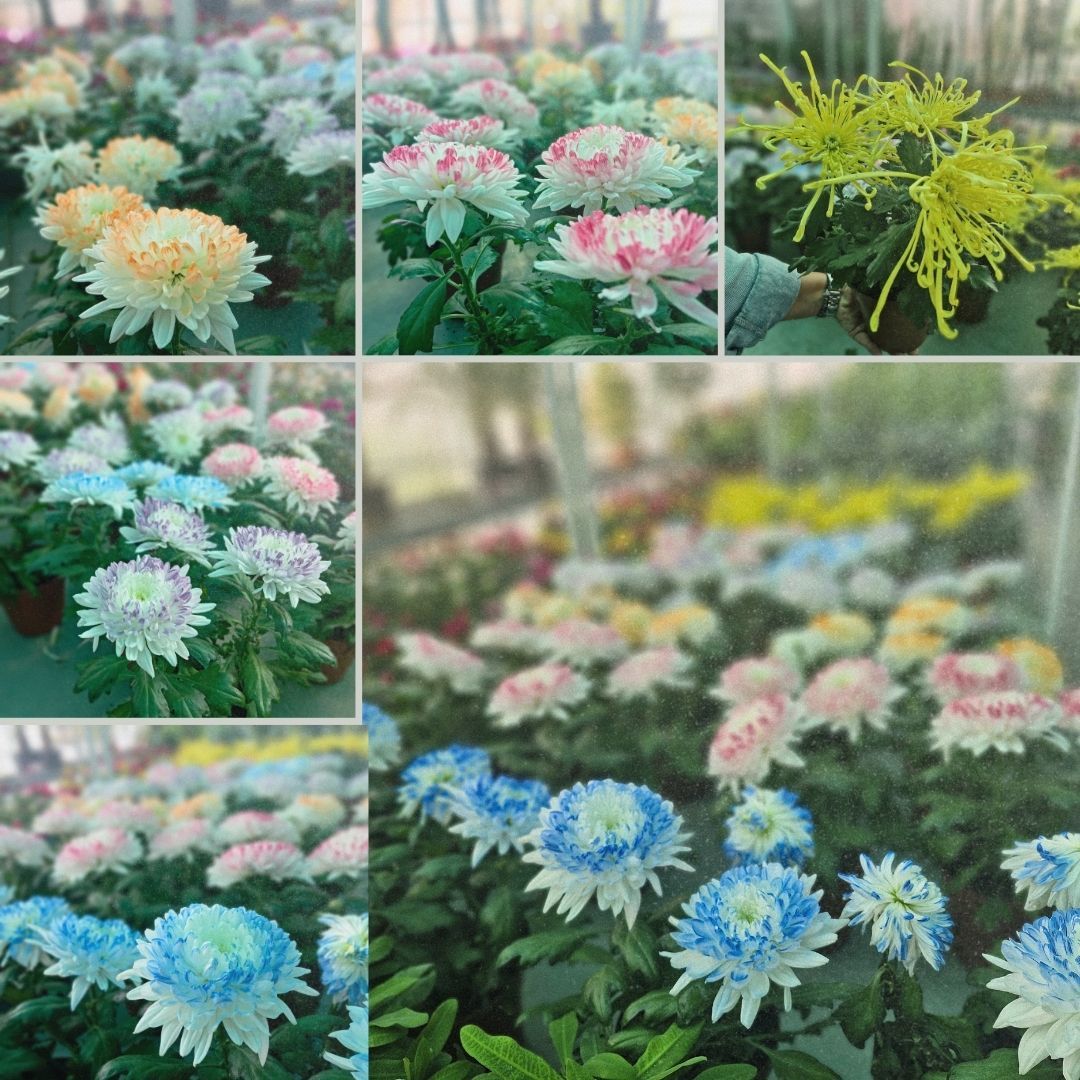 Krizantem Anastasia - Chrysanthemum Anastasia