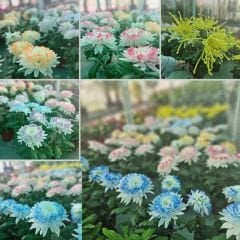 Krizantem Anastasia - Chrysanthemum Anastasia