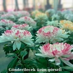 Krizantem Anastasia - Chrysanthemum Anastasia