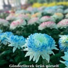 Krizantem Anastasia - Chrysanthemum Anastasia