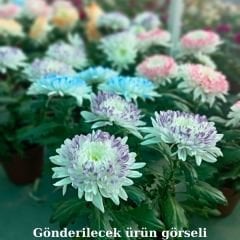 Krizantem Anastasia - Chrysanthemum Anastasia