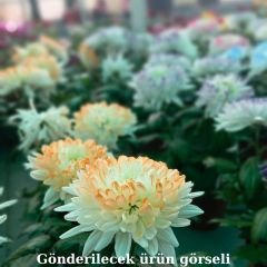 Krizantem Anastasia - Chrysanthemum Anastasia