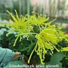 Krizantem Anastasia - Chrysanthemum Anastasia