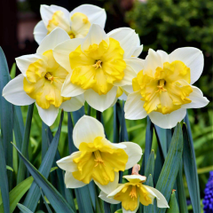 Bella Estrella Nergis Soğanı – Narcissus