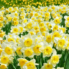 Bella Estrella Nergis Soğanı – Narcissus