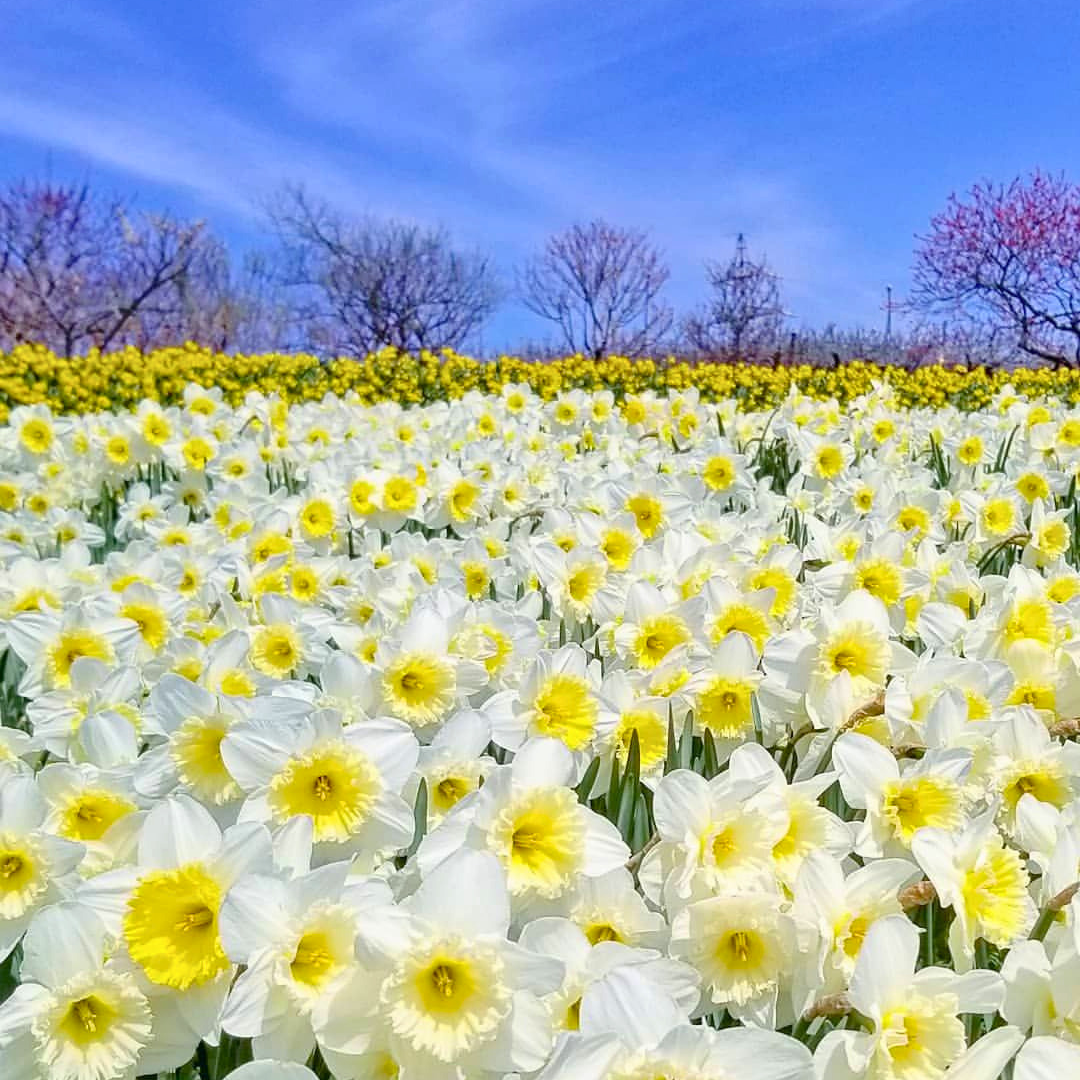 Bella Estrella Nergis Soğanı – Narcissus