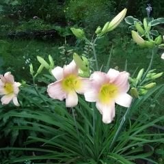 Gün Güzeli - Hemerocallis spp. - Catherine Woodbury - Ebruli Toz Pembe