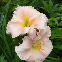 Gün Güzeli - Hemerocallis spp. - Catherine Woodbury - Ebruli Toz Pembe