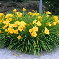 Gün Güzeli - Hemoracallis - Aten - Sarı