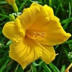 Gün Güzeli - Hemoracallis - Stella d’Oro - Sarı