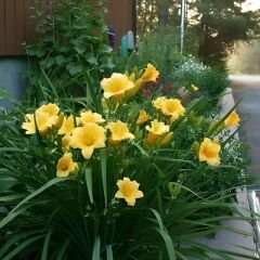 Gün Güzeli - Hemoracallis - Aten - Sarı