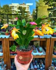 Yılbaşı Çiçeği - Schlumbergera - İthal