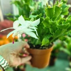 Yılbaşı Çiçeği - Schlumbergera - İthal Beyaz