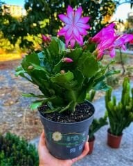Yılbaşı Çiçeği - Schlumbergera - İthal