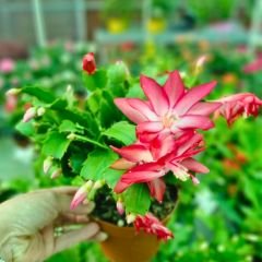 Yılbaşı Çiçeği - Schlumbergera - İthal Beyaz