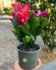 Yılbaşı Çiçeği - Schlumbergera - İthal