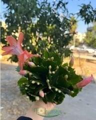 Yılbaşı Çiçeği - Schlumbergera - İthal beyaz