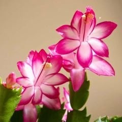 Yılbaşı Çiçeği - Schlumbergera - İthal Beyaz