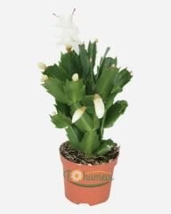 Yılbaşı Çiçeği - Schlumbergera - İthal beyaz