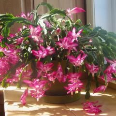 Yılbaşı Çiçeği - Schlumbergera - İthal Beyaz