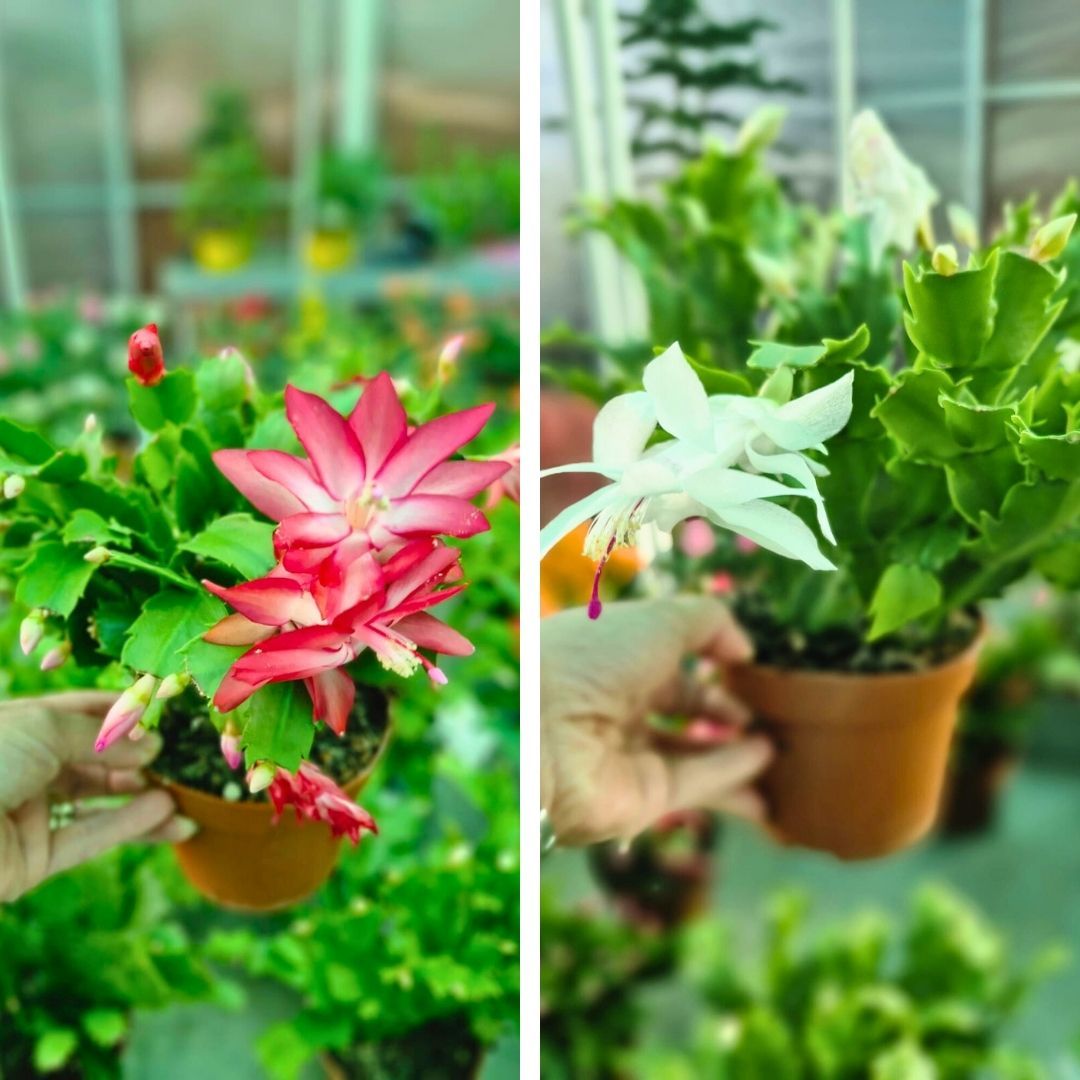 Yılbaşı Çiçeği - Schlumbergera - İthal Beyaz