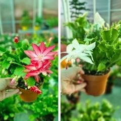 Yılbaşı Çiçeği - Schlumbergera - İthal Beyaz