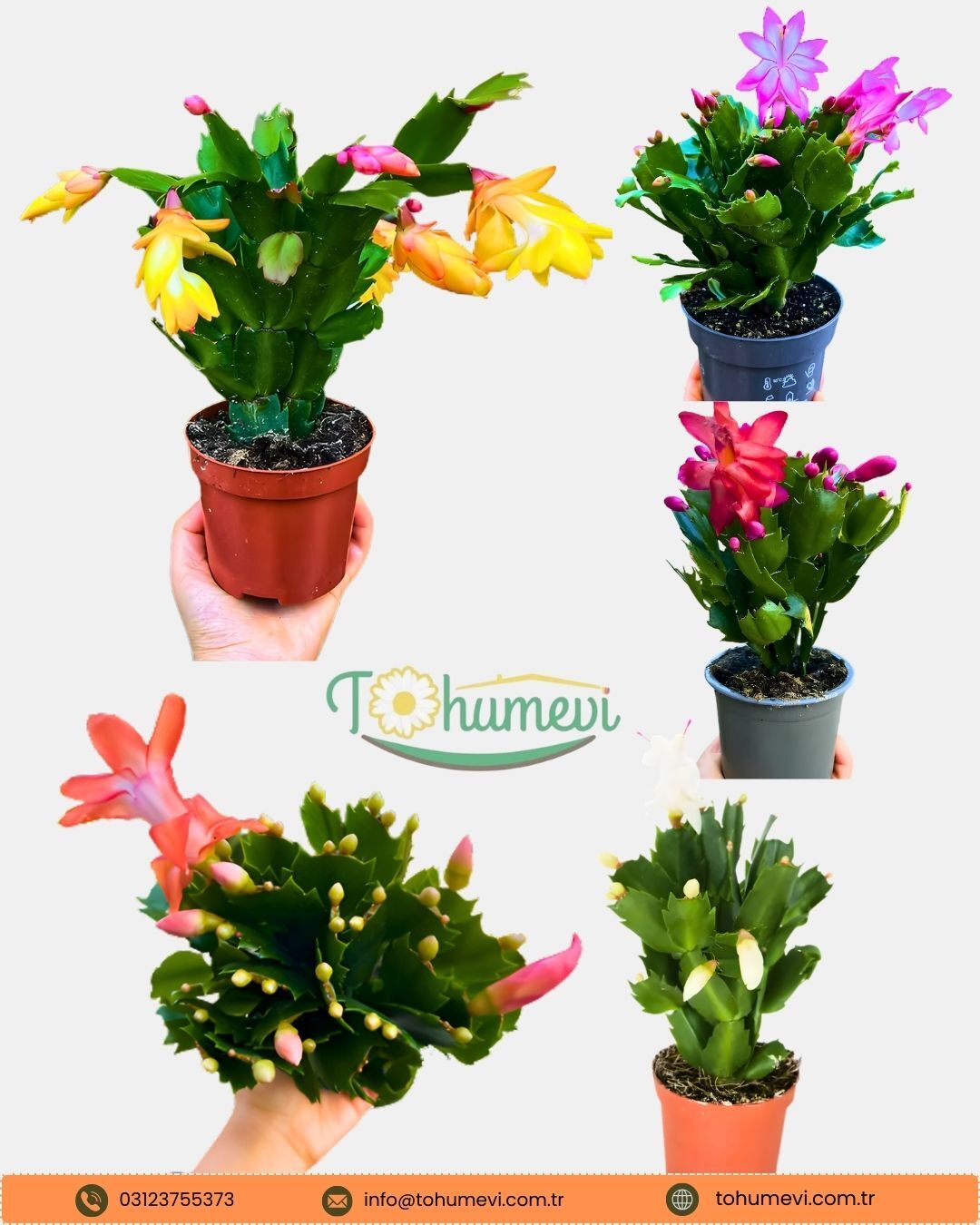 Yılbaşı Çiçeği - Schlumbergera - İthal