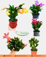 Yılbaşı Çiçeği - Schlumbergera - İthal beyaz
